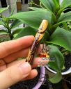 Amulet Palakit LP Hong Wat Susantungmon