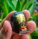 Thai Amulet Black Biagae Gold Foil Ajahn Tham