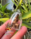 Phra Kring Jom Surin Blessing LP Hong Wat Susantungmon