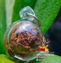 Amulet Loop Om Chan Mak LP Hong Wat Susantungmon