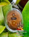 Thailand Amulet Locket Millenium LP Hong BE 2543