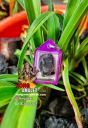 Mini Amulet Rare Roop Tai Ajahn Fon Deesawang