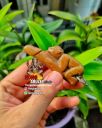 Amulet Hanuman Riding Palakit Blessing LP Klan Wat Inthrawat