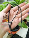 Tali kalung amulet untuk gantung 3 amulet