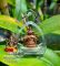 Amulet Ganesha - Pikanet LP Hong Great Power